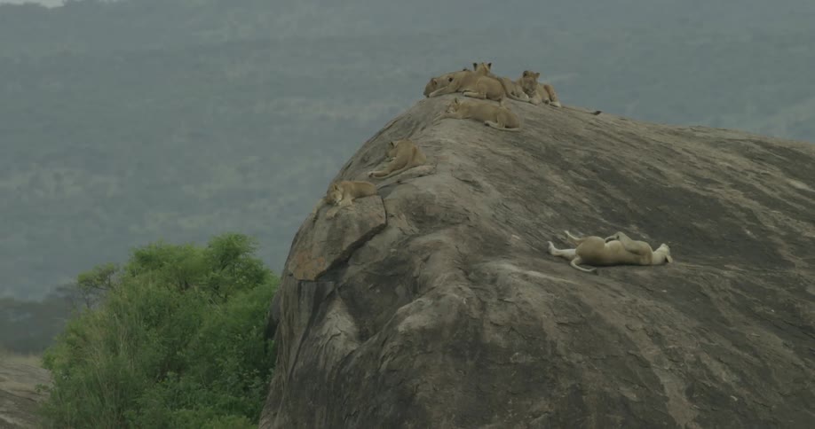 A pack of lionesses lay on a large rock