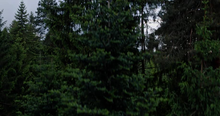 Tall trees tower in the forest
