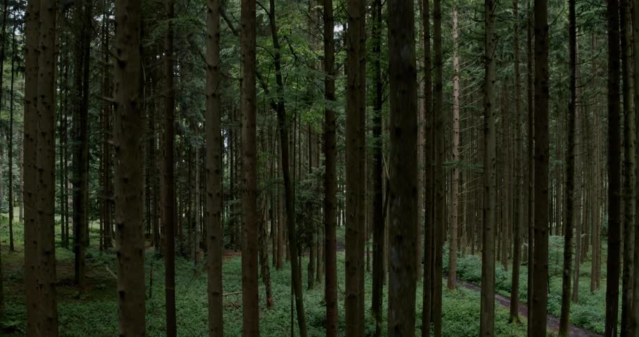 Dense forest in the day time