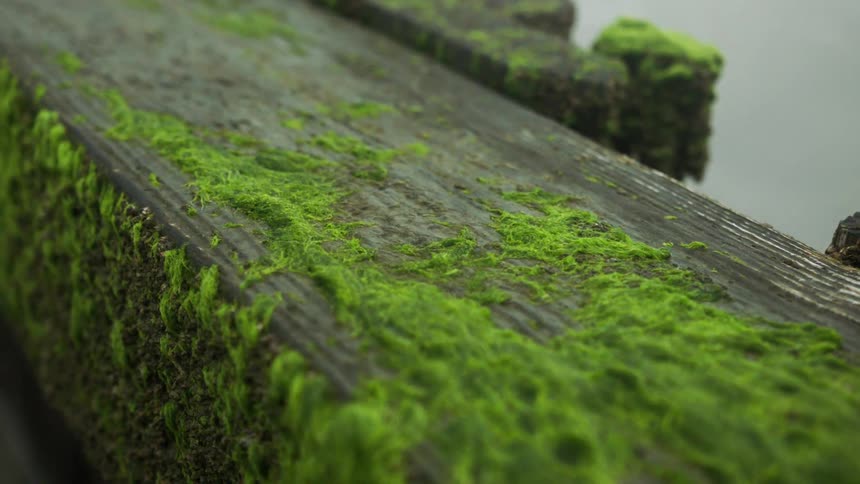 Green moss grows on wooden boards