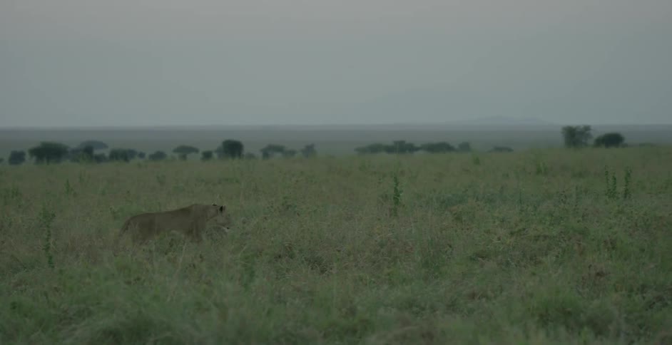 A lioness walks through thick grass