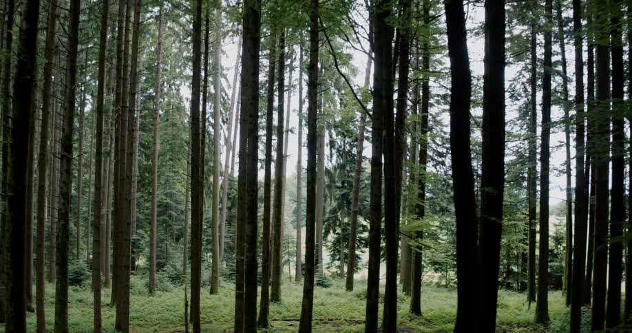 Tall trees cover the forest