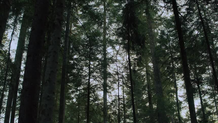 A forest is being filmed from the forest floor