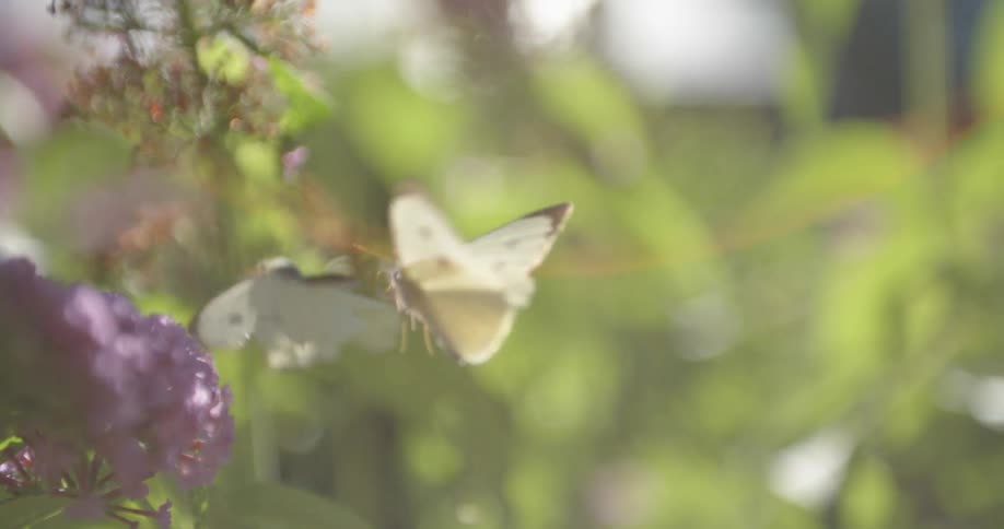 Two butterflies flying near a purple flower