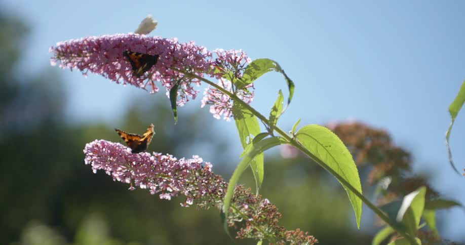 Two butterflies sit on purple flowers