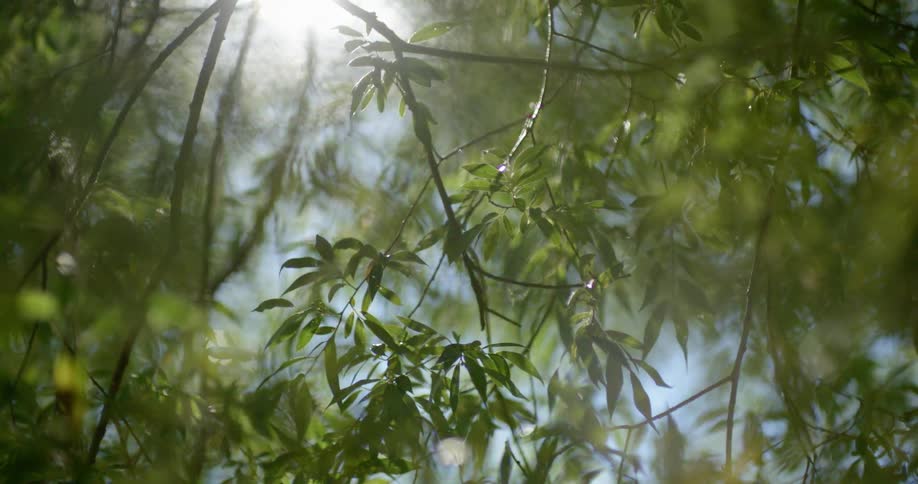 Sunlight shines through tree branches and leaves