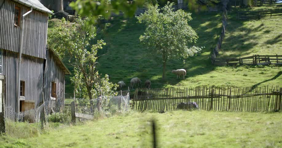 Sheep graze in a grassy field on a farm
