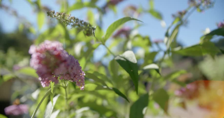 A butterfly flies off a flower