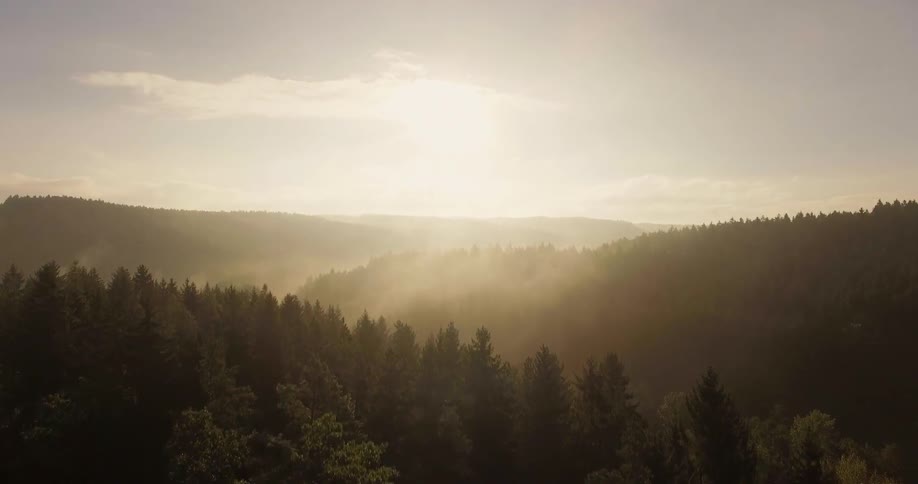 Sun shining through a forest