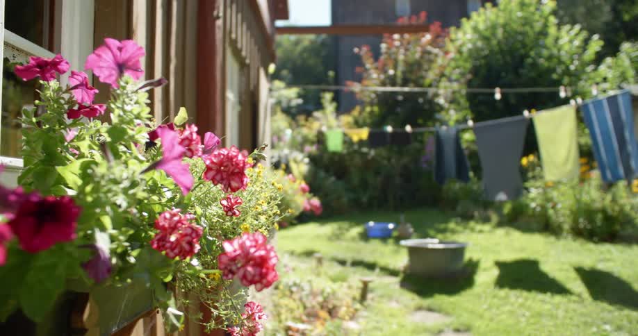 Flowers in the backyard on a sunny day