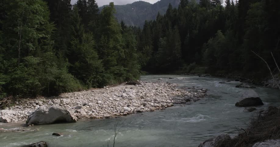 Someone is filming a small stream in the middle of a pine wood forest