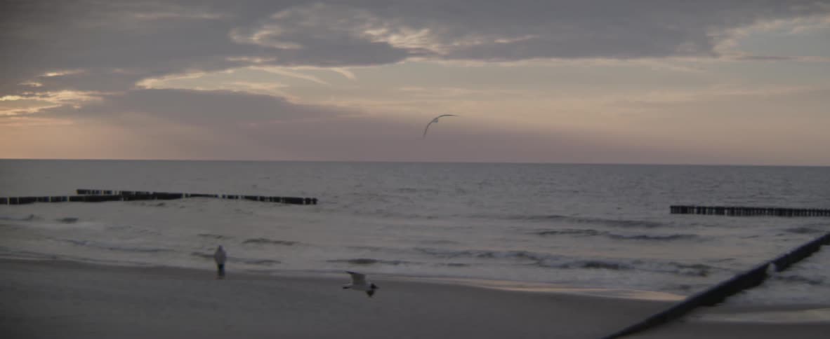 A couple of seagulls are flying over a beach