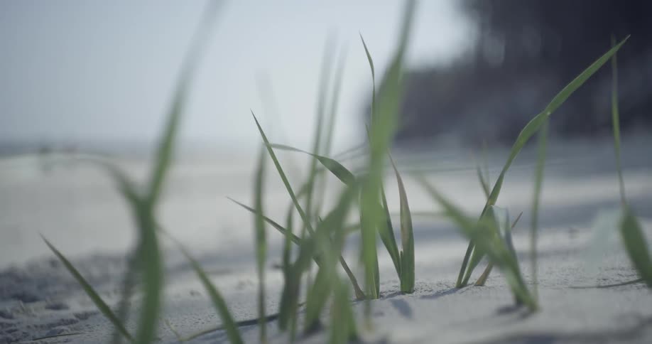 Short grass bristles in the beach breeze
