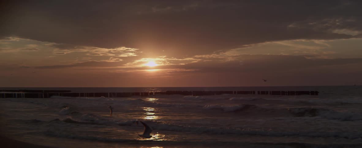 Seagulls fly above the beach