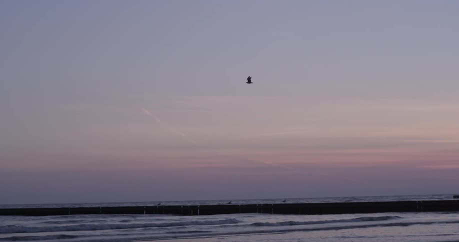 A seagull flies over an beach
