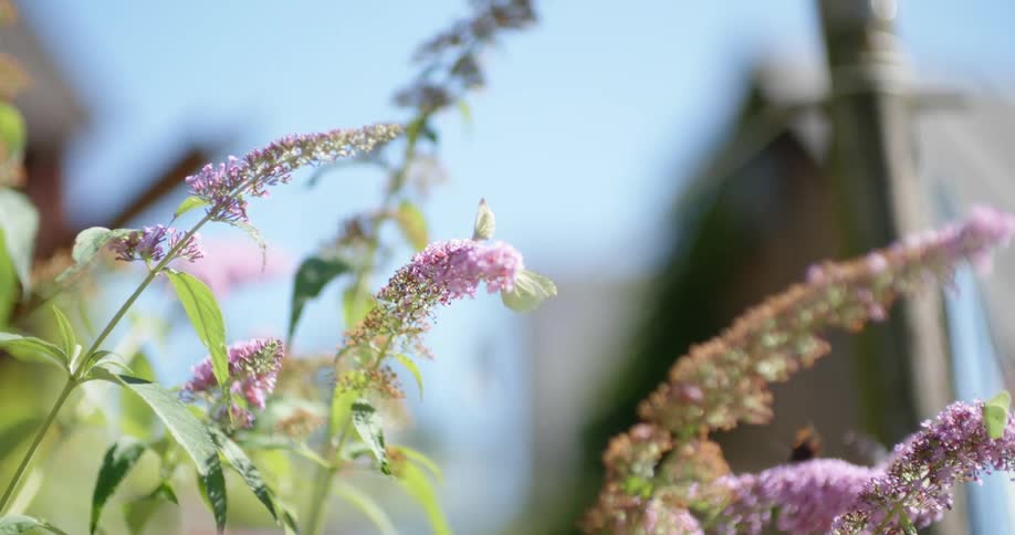 Birds and butterflies fly off the flowers