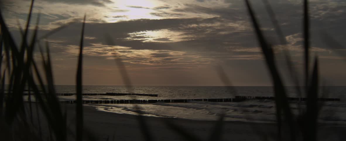 The wind is blowing the grass by the water at dawn