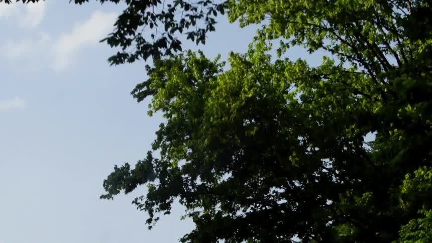Trees and sky are being filmed from a moving vehicle