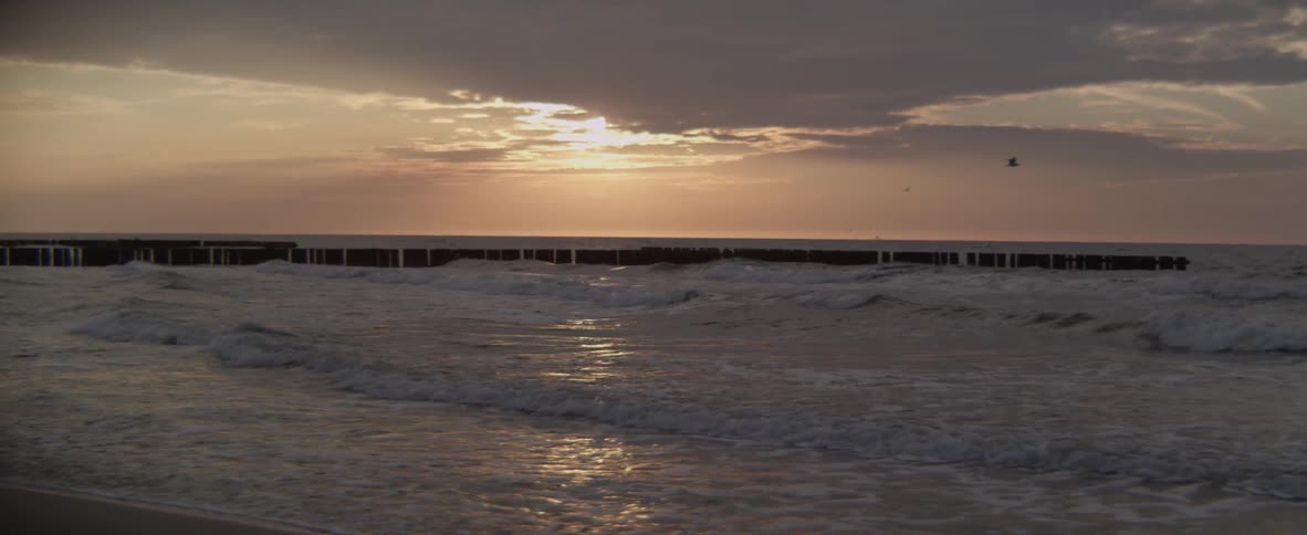 Seagulls are flying around a beach at sunset