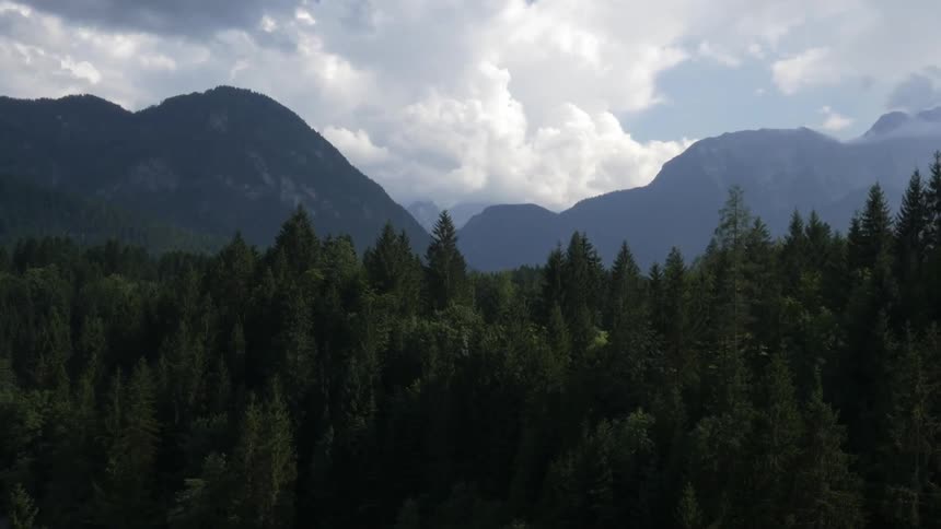 A drone is filming a pine wood forest