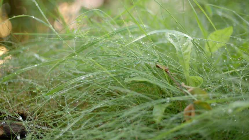 The grass is tall and covered with water