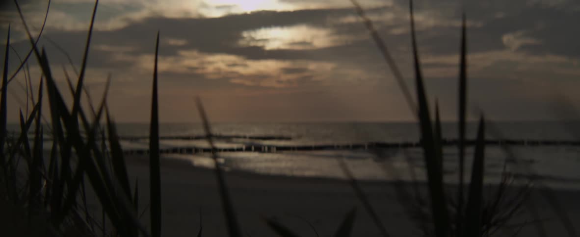 Grass bristles in the wind on the beach