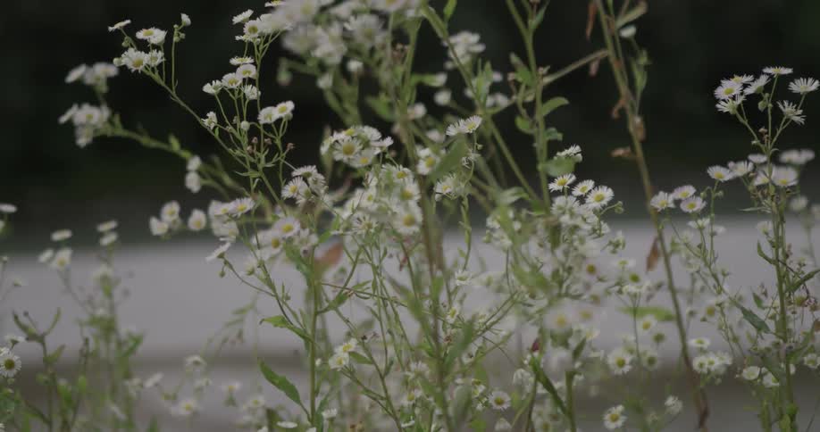 Flower stalks sway in the breeze during the day
