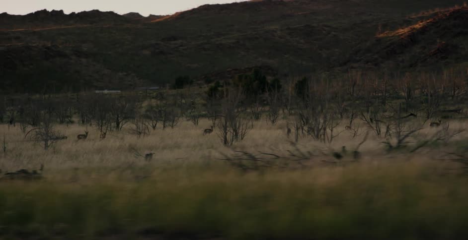 Some antelope grazing on the plains