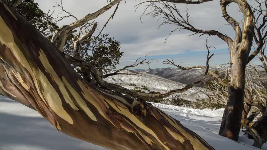 Trees in the snow