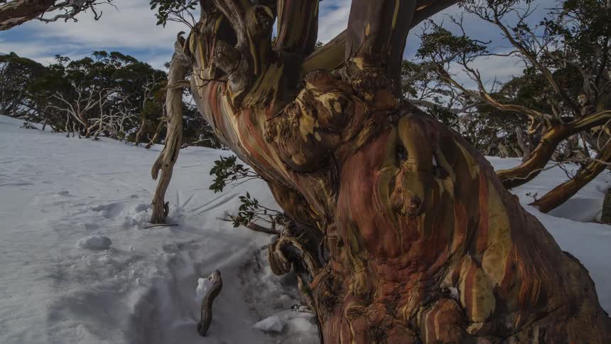 A gnarled and twisted tree sits in a forest during the winter