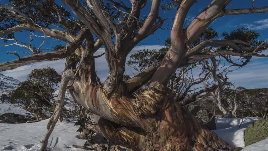 A timelapse of a tree in the winter