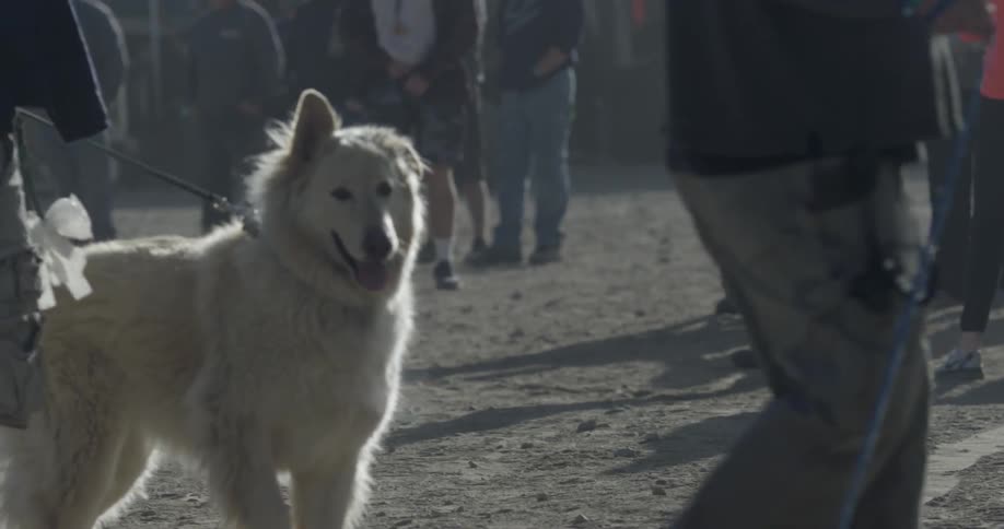 A man walks a dog near a crowd of people