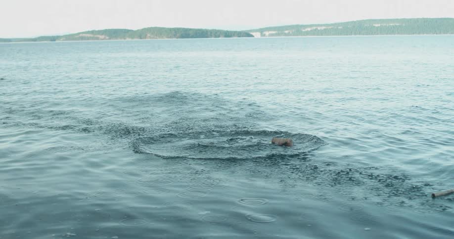 Something dropped in the water creates a splash and ripples