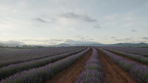 Lavender Rows at sunrise