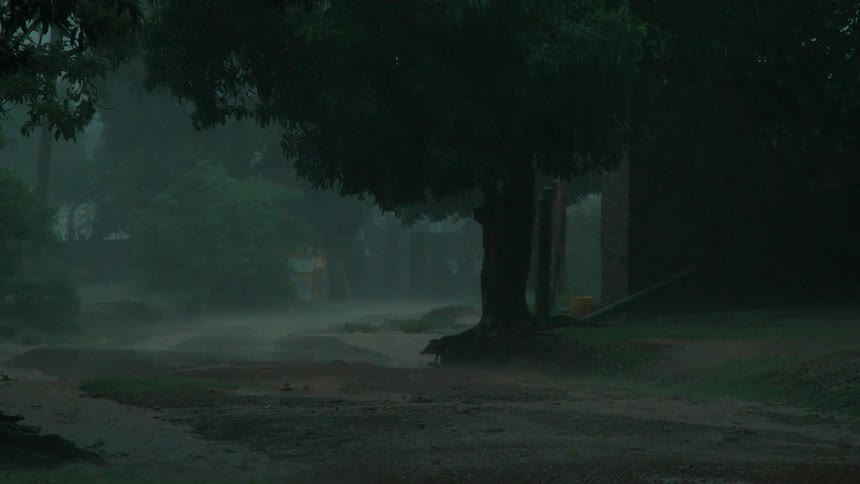 Rain falls around trees during a storm