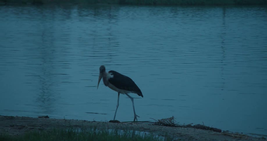 A large bird walks on a lakeshore at dusk