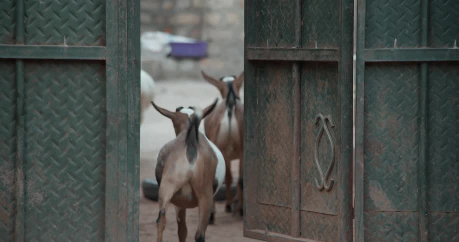 Several goats walk through a doorway into a pen