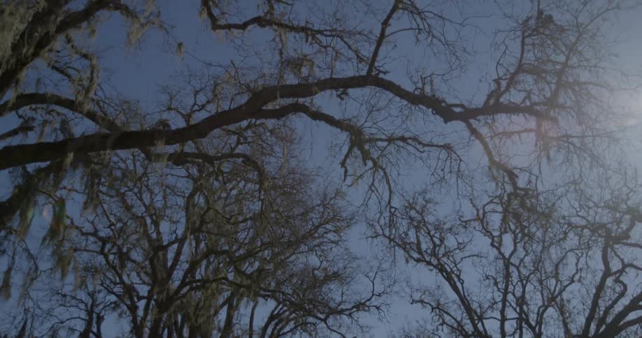 Trees on a clear sunny day