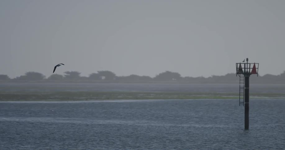 Bird soaring over a lake