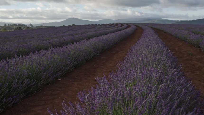 Timelapse of morning Sun on Lavender rows
