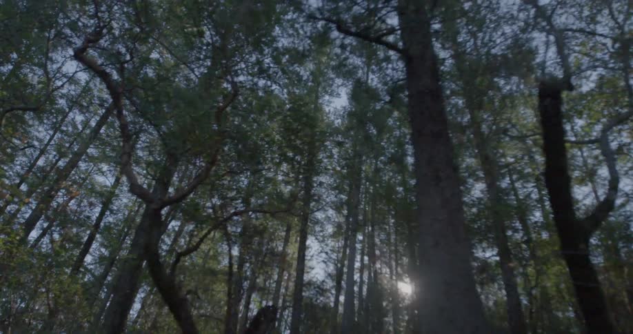 Trees in a forest on a sunny day