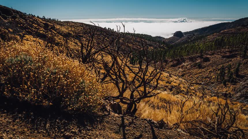 Trees and shrubbery sit next to an ocean
