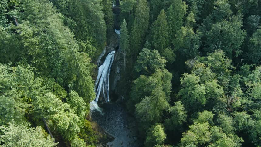 Tall trees tower in the forest on each side of a river