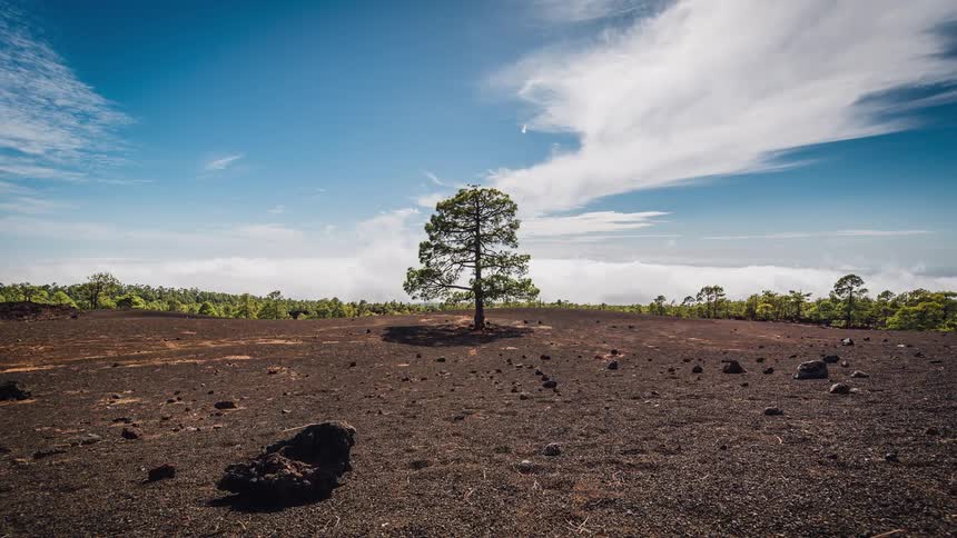Clouds pass over a tree in a dry field