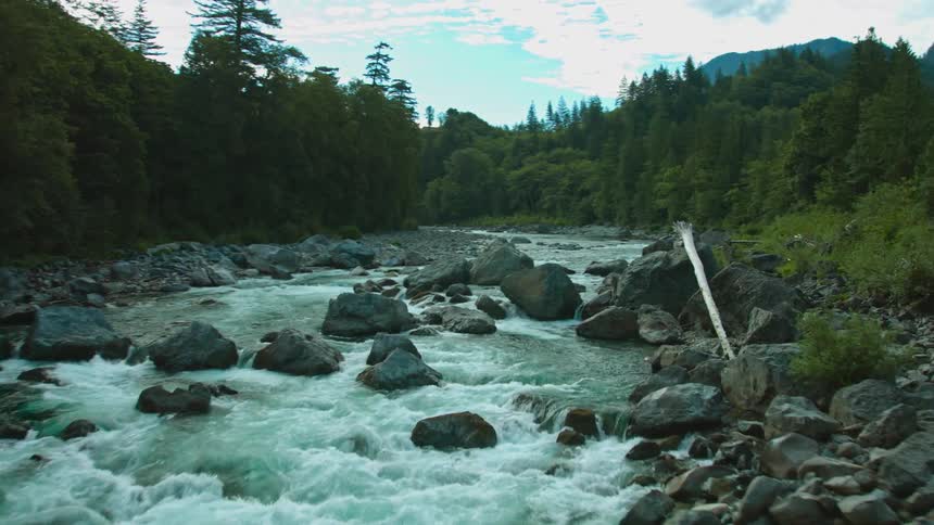 Water rushes over rocks in a stream surrounded by trees