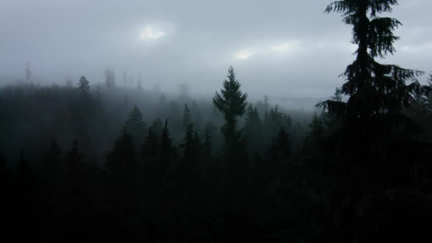 A foggy forest of trees is filmed from a drone
