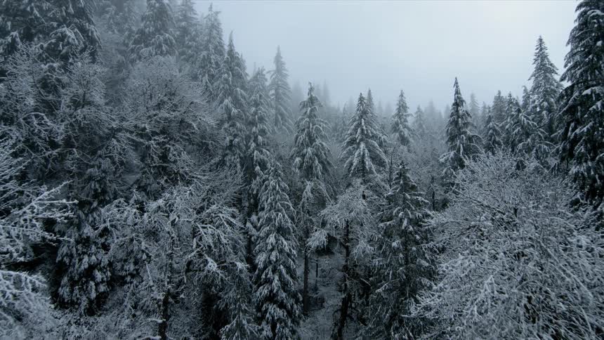 A drone flies through frozen trees