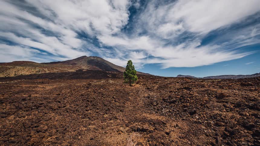 A single tree on a stretch of dirt