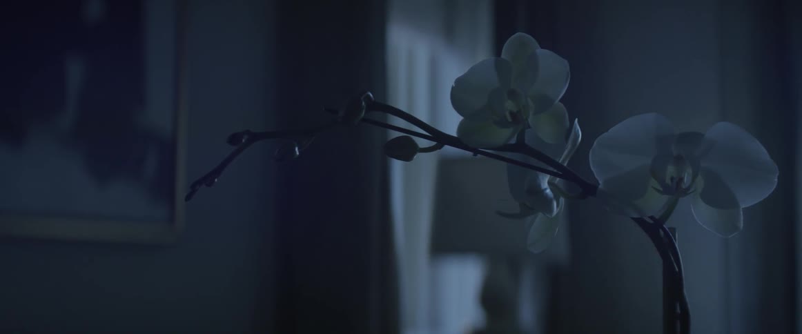 A flower in a home is filmed close up