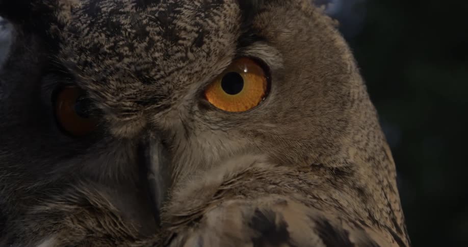 An owl is staring and moving slightly